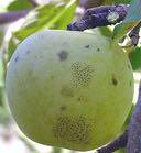 varieties, Delicious and Golden Delicious >50% Back to basic questions Why do