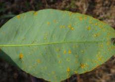 rust Can affect foliage, flowers and