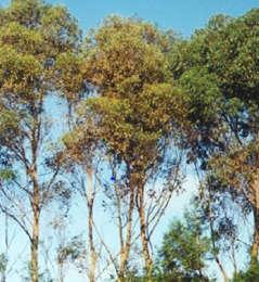 Eucalyptus pests