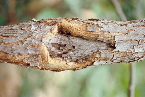 Stem cankers