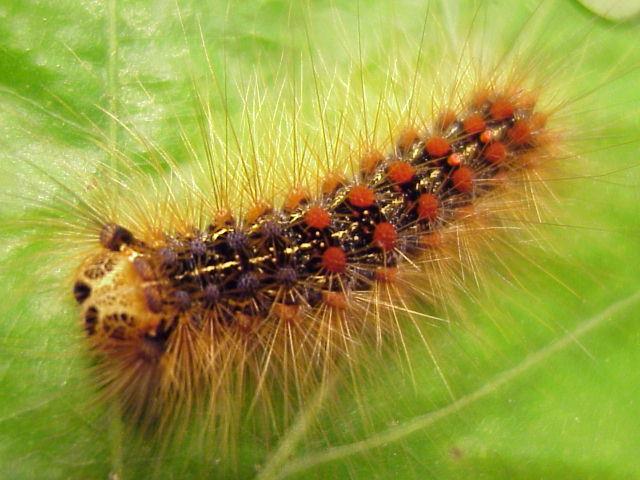 Gypsy Moth Chewing Insect Spiny caterpillar with blue