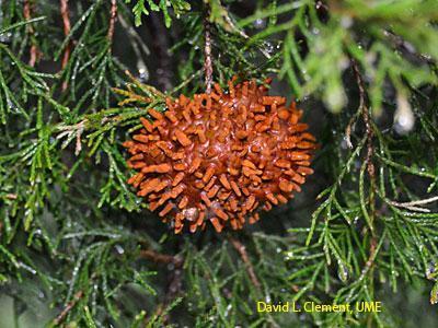 Cedar Hawthorn Rust
