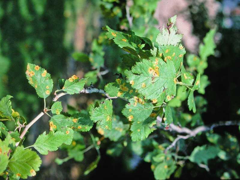 Cedar Hawthorn Rust - Control Prune out diseased portion of
