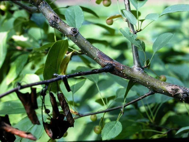 Fire Blight - Control Prune out diseased wood in winter Avoid excessive fertilizer or