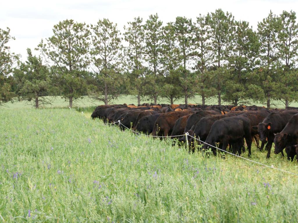 Rotational Grazing can Increase Soil