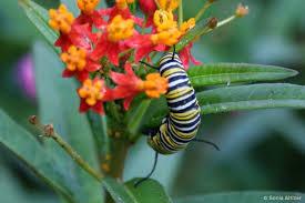 May 2018 Tropical Milkweed Article Rebuttal By Julie West, CCC Chairman and noted Butterfly Expert Contrary to the Tropical Milkweed Alert!