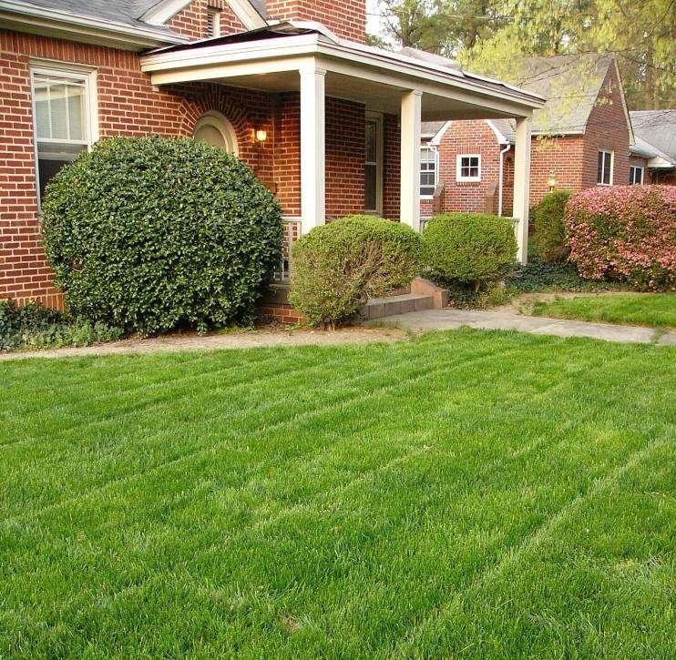 Cultivars pick a blend of tall fescue cultivars or a mixture with