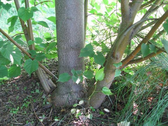 SUCKERS Suckersdevelop at the base of the trunk or off the tree s root system.