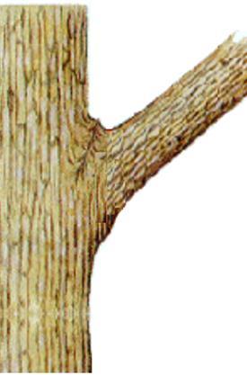 PRUNING BRANCH MATERIAL Identify branch collar Locate the branch bark ridge Avoid