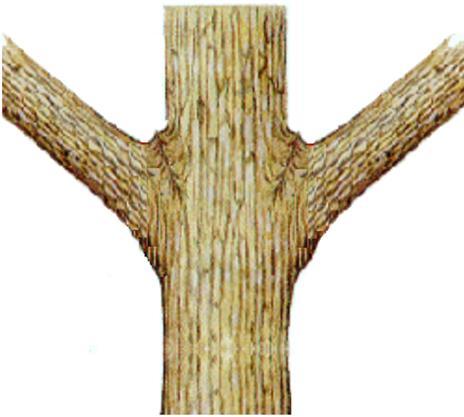 PRUNING BRANCH MATERIAL: 1-2 INCH DIAMETER Three-cut method: 1. Make a shallow cut on the underside of the branch 1 or 2 