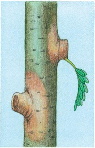 STUB CUTTING Occurs when a branch is not pruned just outside the branch