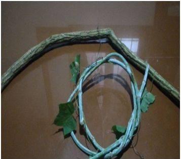 The adhesives from Bral fish are also having some medicinal value too. Shown in fig (a) 4. Liana stem Lianas are woody climbers and they often found in tropical forests.