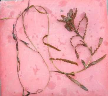Curly-leaf pondweed DESCRIPTION: Curly-leaf pondweed is an invasive aquatic perennial that is native to Eurasia, Africa, and Australia.