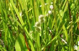 Golden hedge hyssop (Gratiola aurea), Waterwort (Elatine minima), Needle spikerush