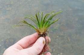 schreberi), Water smartweed, White-water lily (Nymphaea odorata), Spatterdock