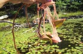 Watershield with gelatinous anti-insect coating (Berg 2012) Water smartweed
