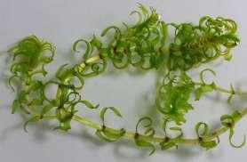 bladderwort (Utricularia purpurea), Common bladderwort