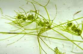 intermedia), and Small bladderwort (Utricularia minor).