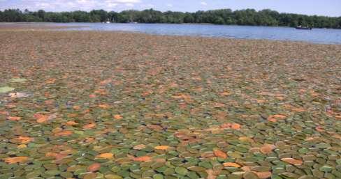 DISCUSSION AND CONSIDERATIONS FOR MANAGEMENT: Uniqueness of the Lake s Native Plant Community: Aquatic plants are the basis of a lake s ecosystem and are as important to the aquatic environment as