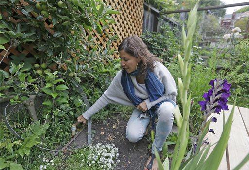 California's drought spurring water recycling at home 5 June 2015, byellen Knickmeyer Negrin shows an irrigation system using gray water running through the back yard of her home in Berkeley, Calif.