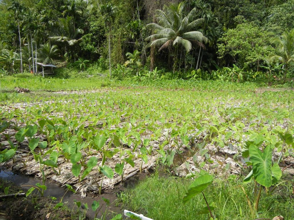 Soils of Palau