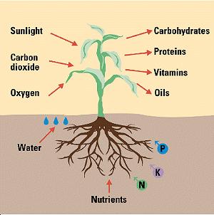 Plant Nutrition Soil is the source of essential plant elements: Macronutrients Nitrogen (N) proteins, enzymes,