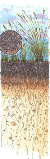 soils have < 4% OM Even less organic matter on