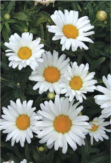 Daisy May Leucanthemum Height: 12-24 / Width: 10-14 Long bloom time, clean white flowers.