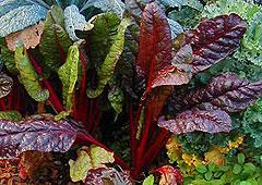 Description Temperature Range Sunlight Needs Plant Density Lettuce With the