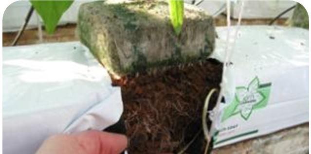 Preparing Jiffy coir Growbags 1. Take the grow bags off the pallets and put them in the gutter or on the bed 2.