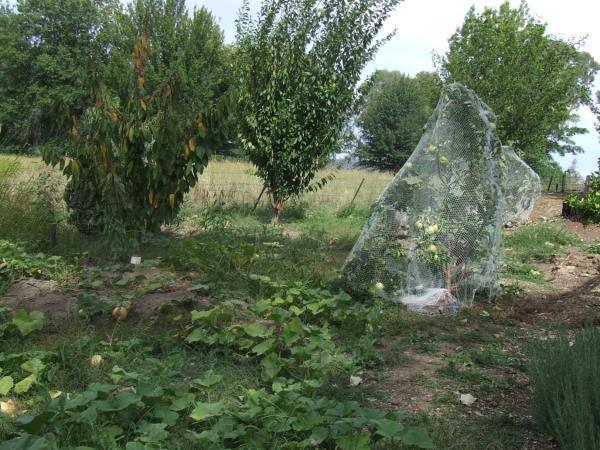 We put netting over fruit trees, pumpkins and cucumbers in our orchard to keep the birds out.