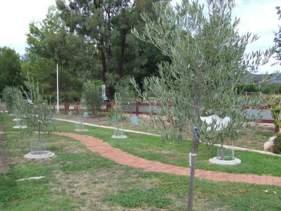 The yummy Olive Grove and Bush Tucker Garden are delicious too!