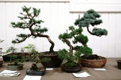 APRIL 2018 SHOW BENCH MAY SHOW BENCH Tree of the