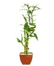 Bamboo can be propagated simply by dividing clumps in early spring just prior to new growth. Then, repotting should be done every one to two years, using a good but basic bonsai soil.