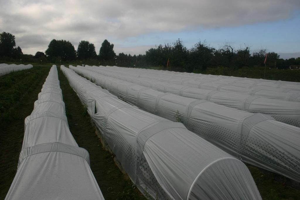 Once harvest is over, lower the plastic to one side or remove the plastic and cover the beds with straw.