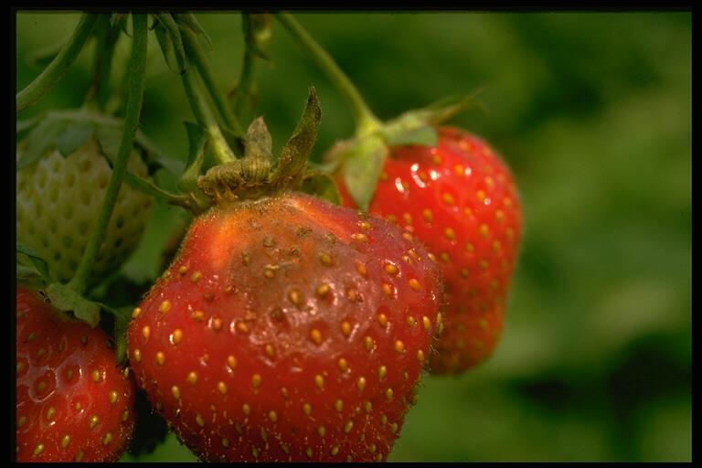 strawberries Gray
