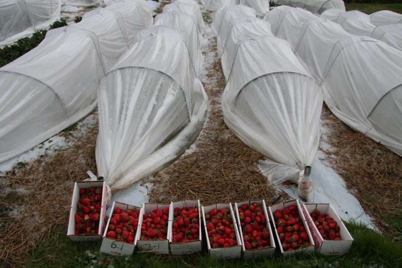 Where do low tunnel strawberries fit into a farm operation?