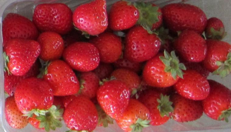 Day neutral strawberry varieties suitable for tunnel production: Albion (upper left), Portola