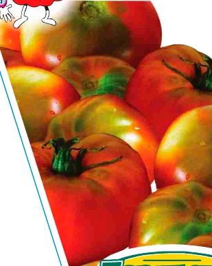 tomatoes with excellent flavour. 100mm pot.