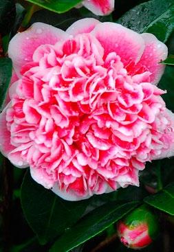 PERFECT FOR POTS HOT OFFER 9 95 Camellia Volunteer An attractive