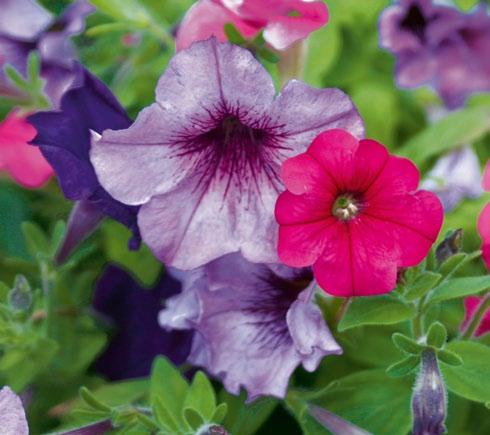 91166935 1 22 98 Petunia Jumbo Pack Great for mass planting in