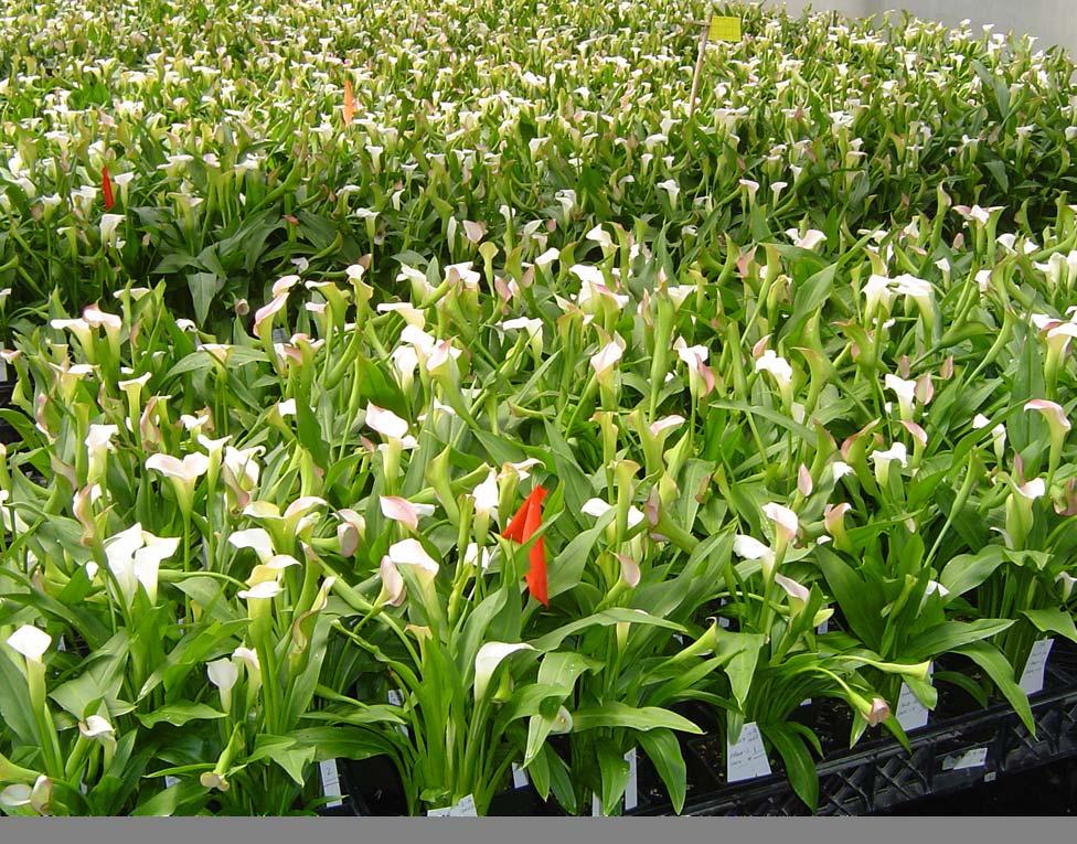 Acknowledgements USDA-CSREES California Cut Flower Commission USDA-IR4 program Golden State Bulb Growers (Ian Greene) Mellano & Co. (Mike A.