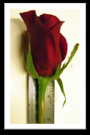 Boutonniere Stem Length Stem length for a rose boutonniere