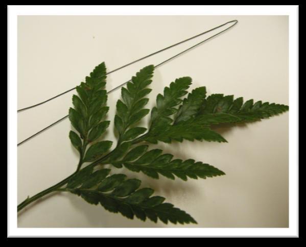 OPTIONAL: Wiring Leather Leaf Fern It is not necessary to wire your foliage.