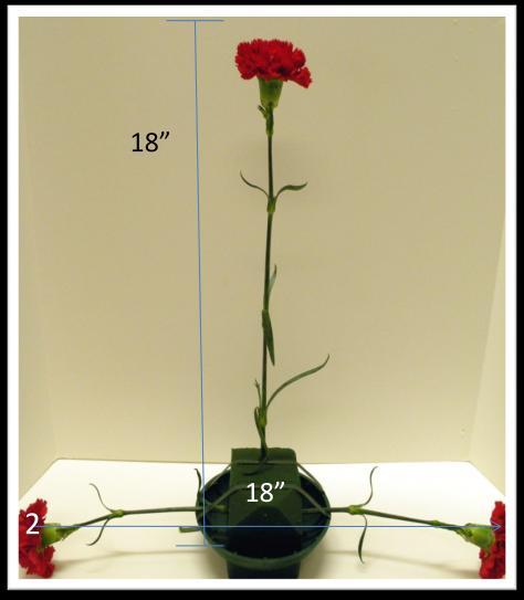 should lay no further back than shown in example) Side View Insertion of the #2 and #3 Stems The combination width of the two stems will be approximately 18 inches.