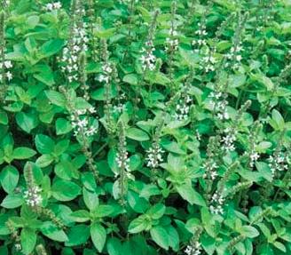 Marjoram Likes warmth Full sun Well drained soil Likes