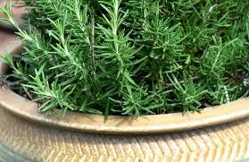 Rosemary Full sun Well drained soil Harvest any time of day by taking clippings from the tips of the plant Air