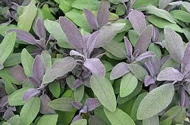 Sage Sun to part shade Well drained soil Don t