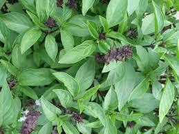 Basil 64 different species Full sun Warm, protected area Water regularly Frost