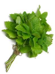 Lemon Balm Full to part sun Moist soil Use the leaves of the plant Harvest in mid-to-late